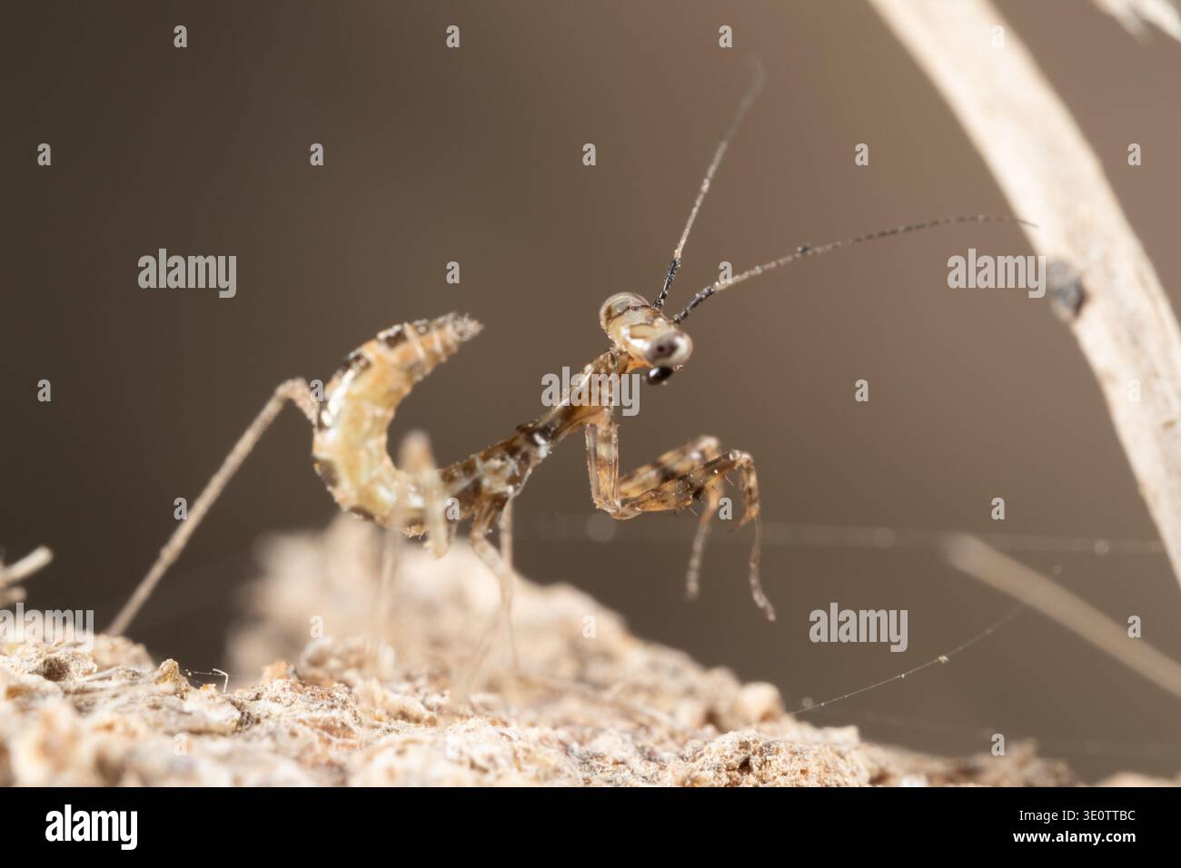 La ninfa egiziana di pregare (Miomantis paykullii), vista frontale, il Cairo, Egitto Foto Stock