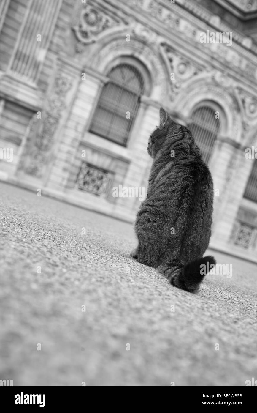 Un gatto seduto a terra a Istanbul, in Turchia. Foto Stock