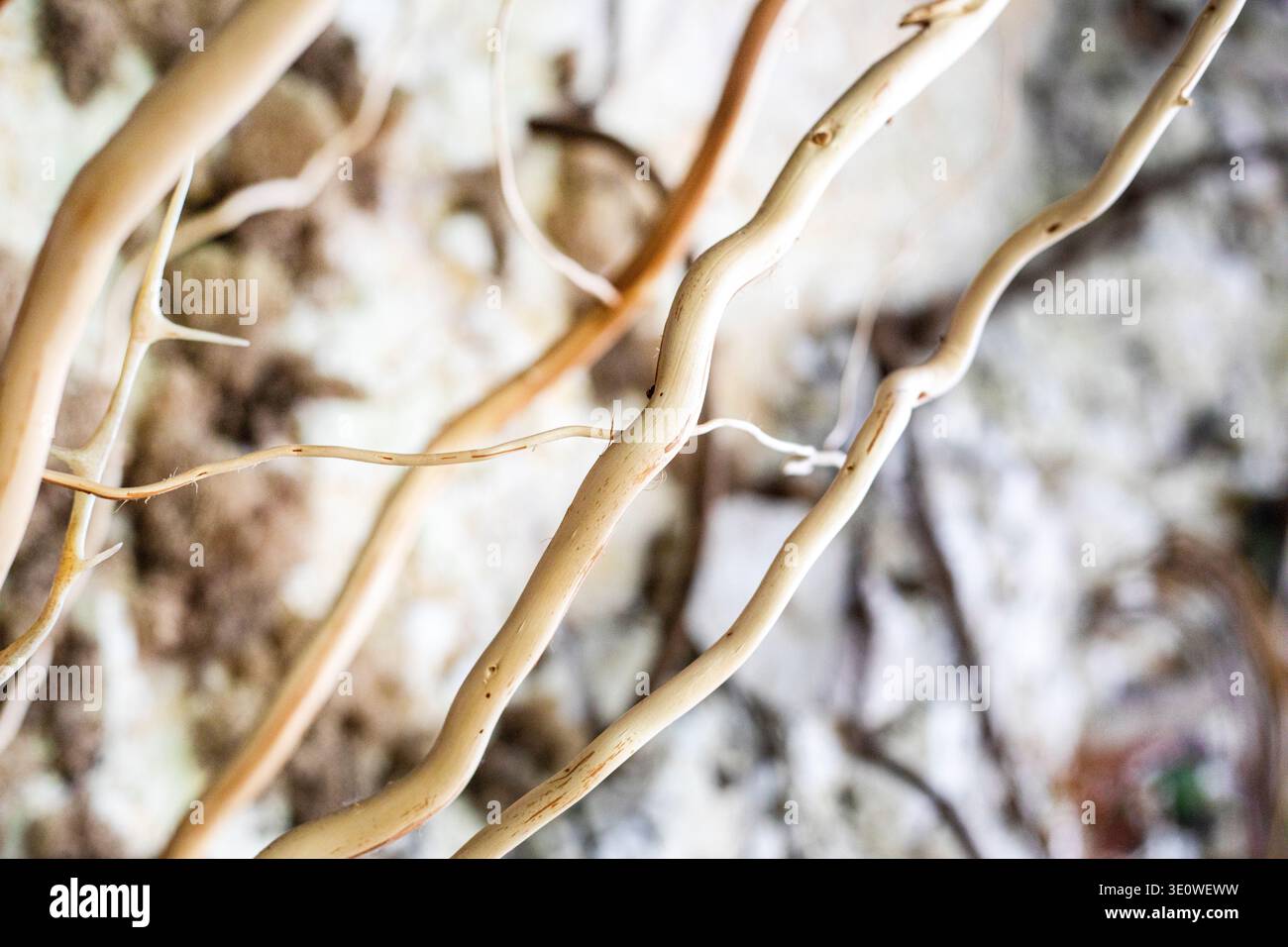 Rami ondulati decorativi secchi in un interno moderno Foto Stock