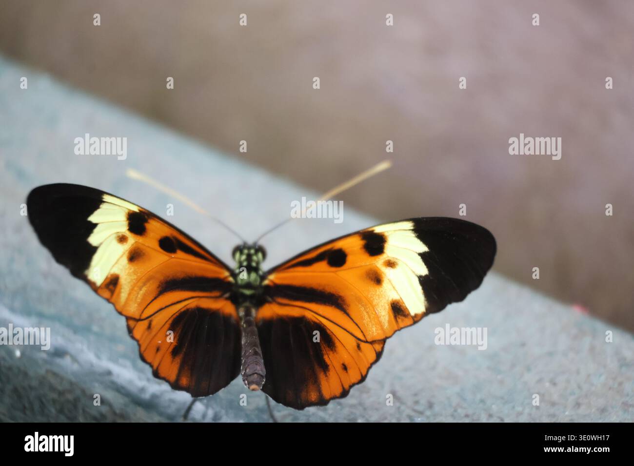Farfalla a Papiliorama in Kerzers in Svizzera il 28 febbraio 2026 Foto Stock