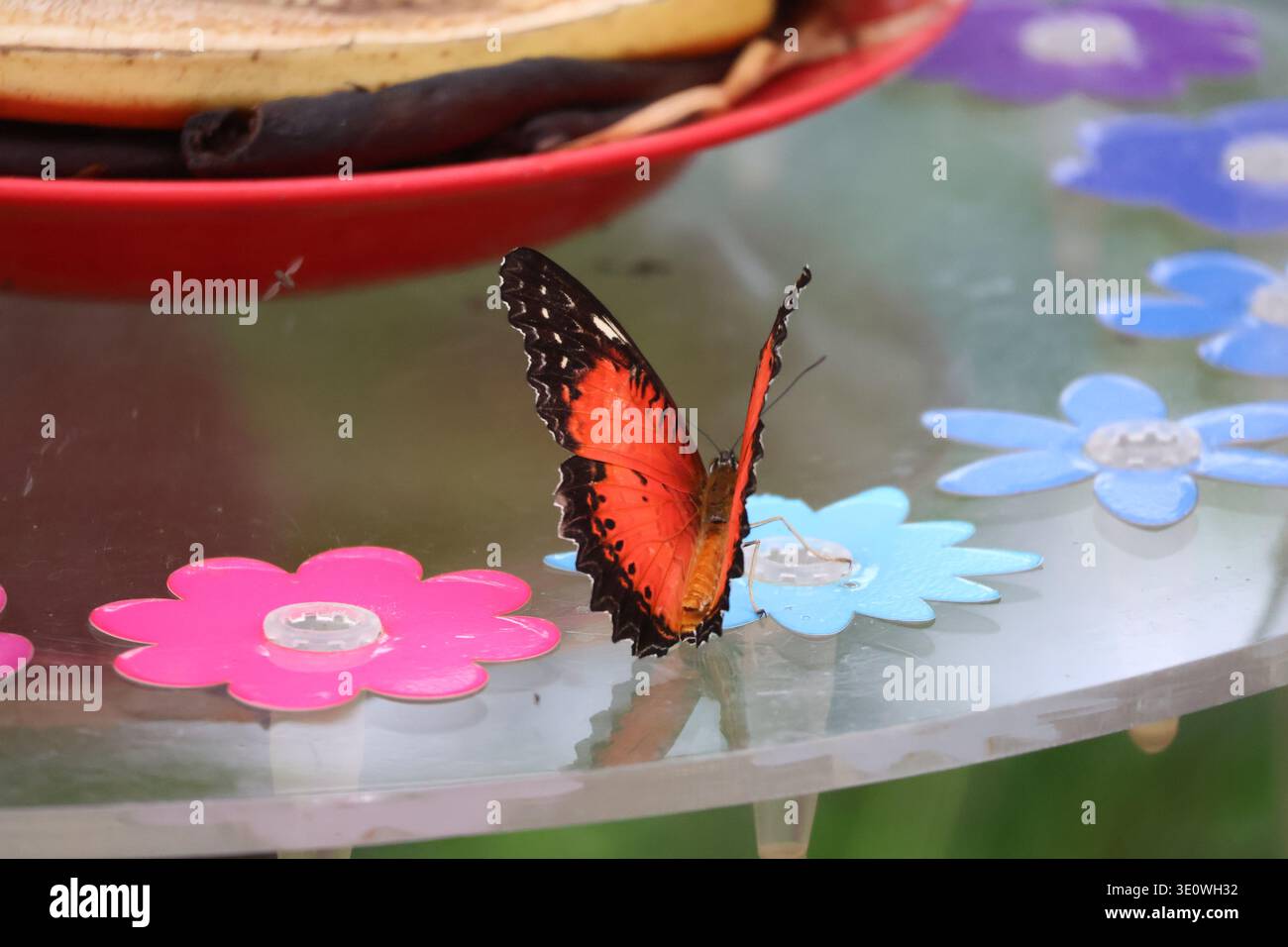 Farfalla a Papiliorama in Kerzers in Svizzera il 28 febbraio 2026 Foto Stock