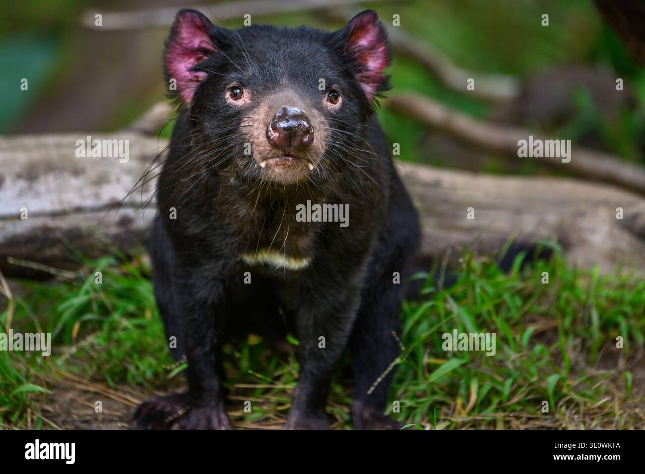 Il Diavolo della Tasmania allo zoo di Los Angeles Foto Stock