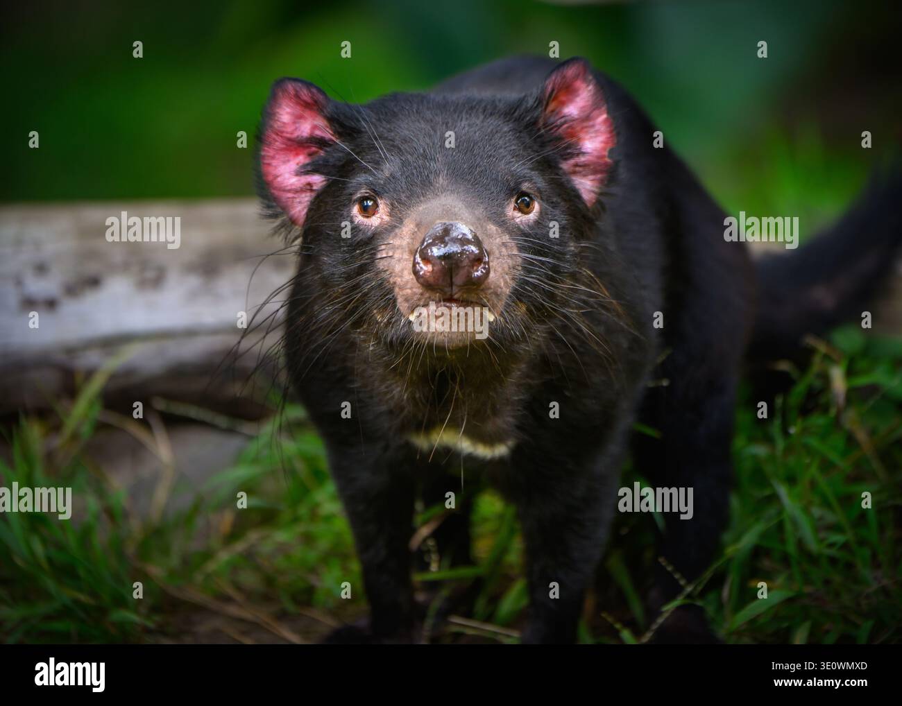 Il Diavolo della Tasmania allo zoo di Los Angeles Foto Stock