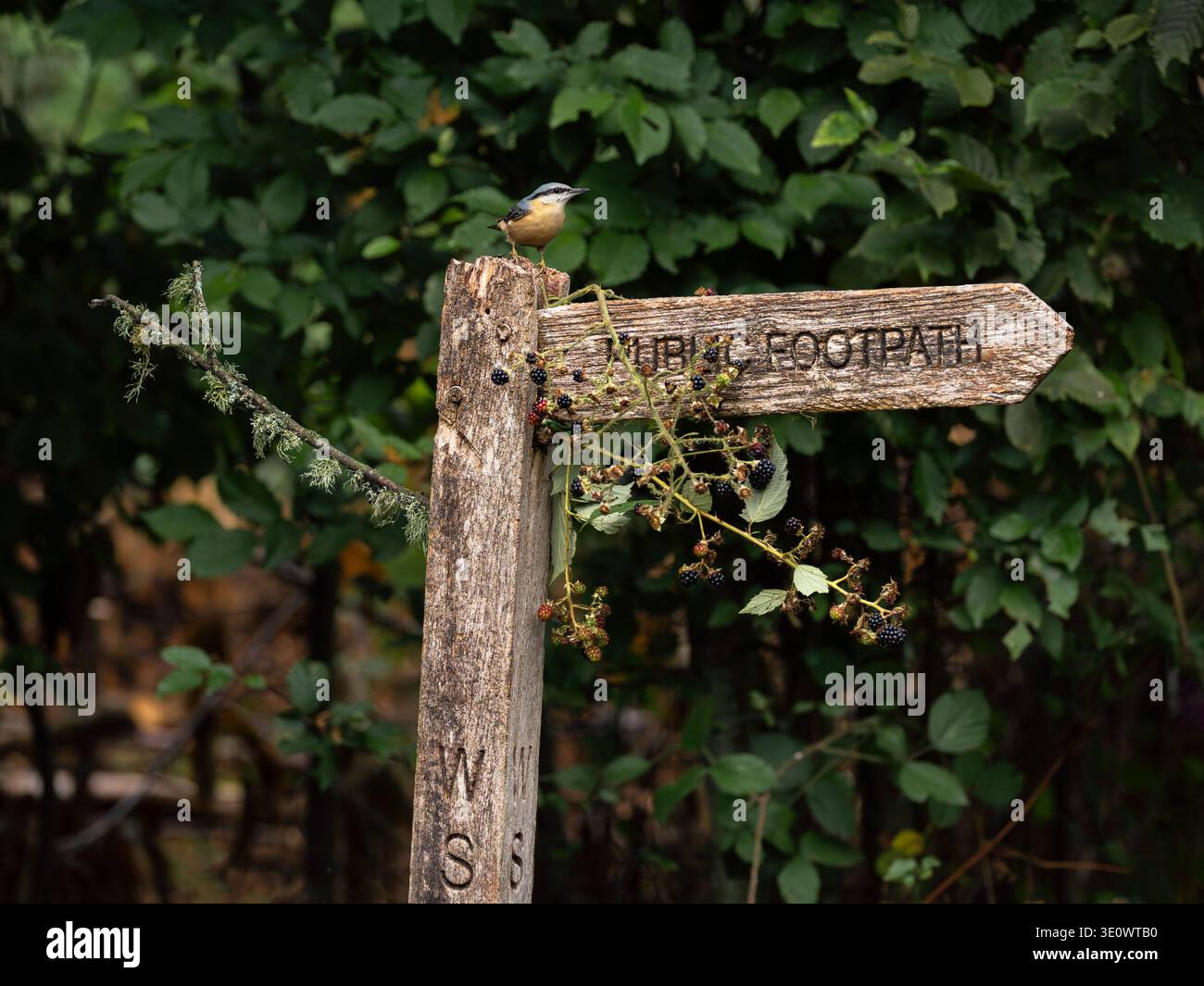 Nuthatch su un vecchio cartello in legno all'interno di un bosco con alberi sullo sfondo Foto Stock