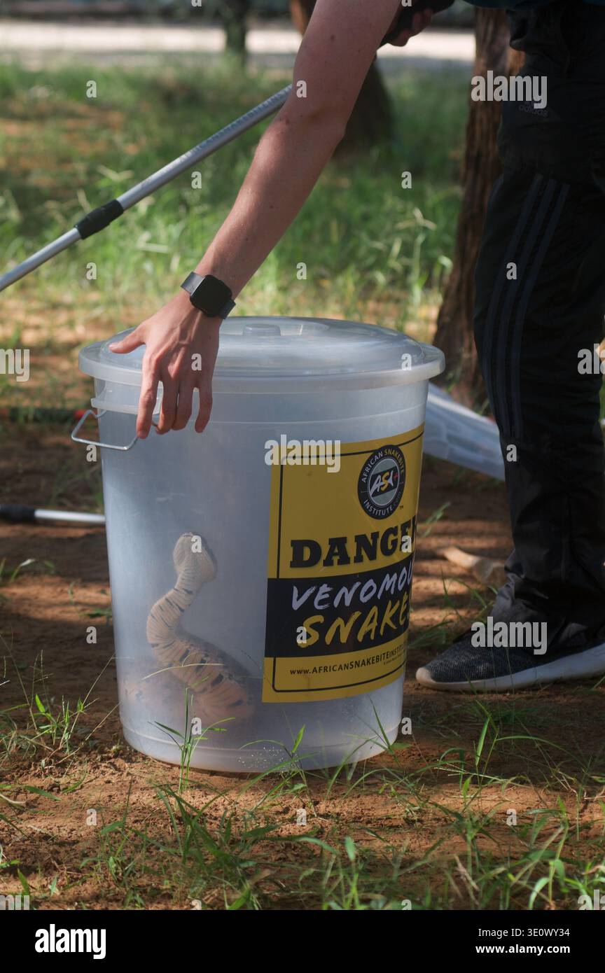 Un gestore di serpenti professionista si occupa in sicurezza di una sadica, che la contiene in un secchio, a Mpualanga in Sudafrica Foto Stock