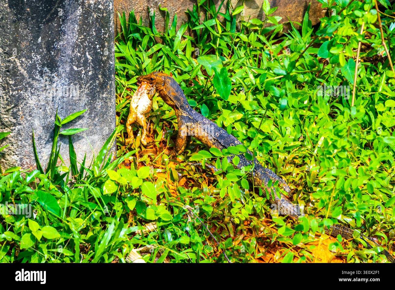 La lucertola del monitor mangia un rospo di rana nell'erba di un fiume sul lago a Patong Beach, nel distretto di Kathu, nella provincia dell'isola di Phuket, nella Thailandia meridionale a Sout Foto Stock