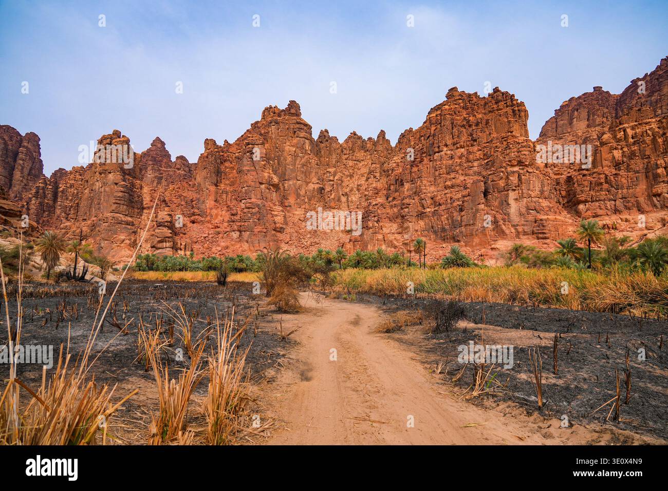 Le conseguenze dell'incendio agricolo nella storica oasi di Wadi al Disah vicino a Tabuk in Arabia Saudita Foto Stock