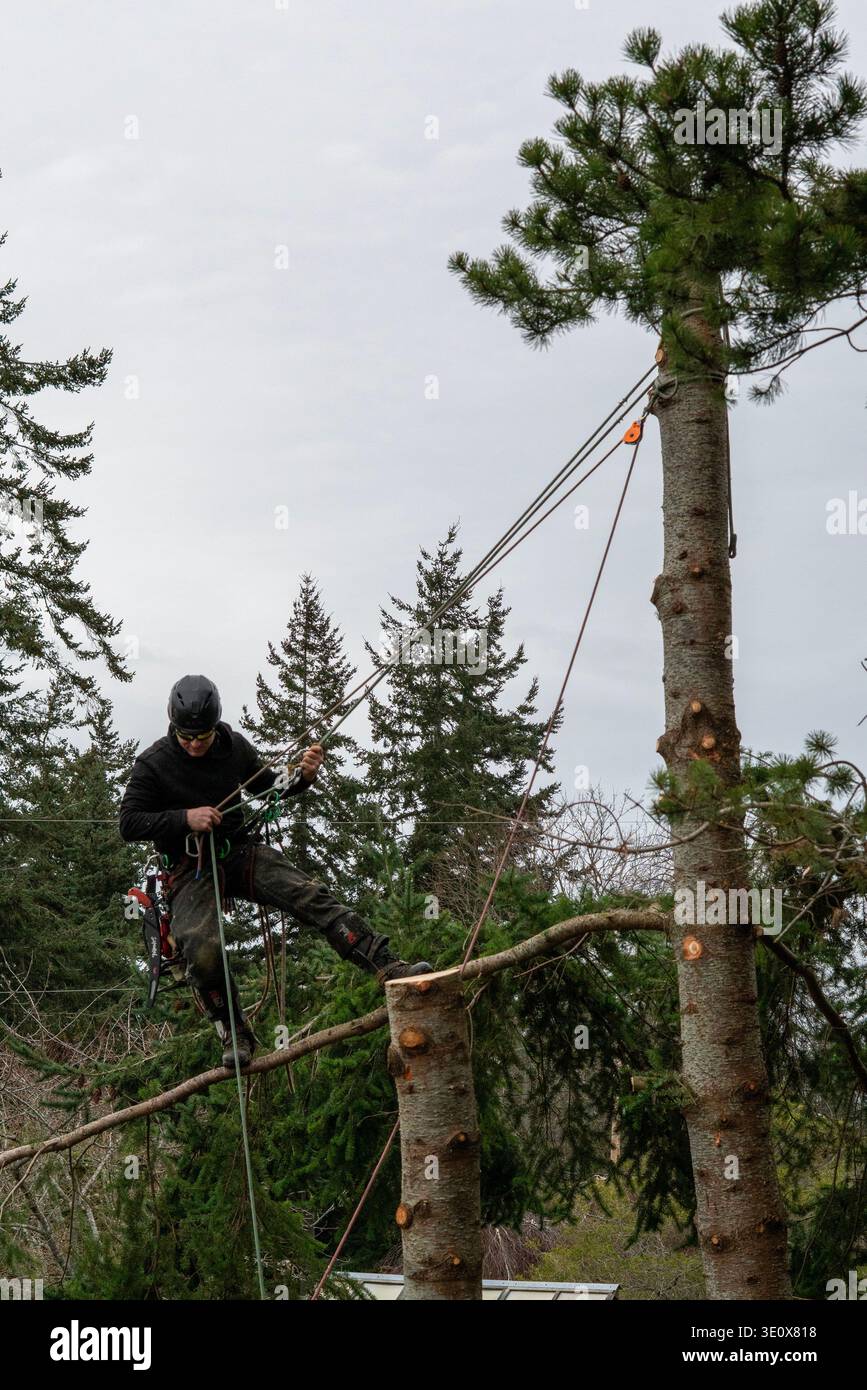 Nord America, Stati Uniti, Washington, Penisola Olimpica, l'uomo taglia un albero Foto Stock