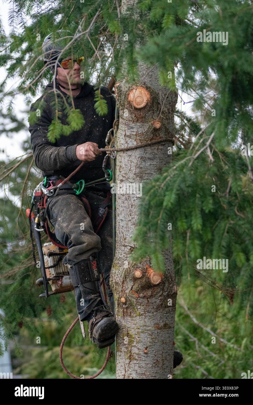 Nord America, Stati Uniti, Washington, Penisola Olimpica, l'uomo taglia un albero Foto Stock