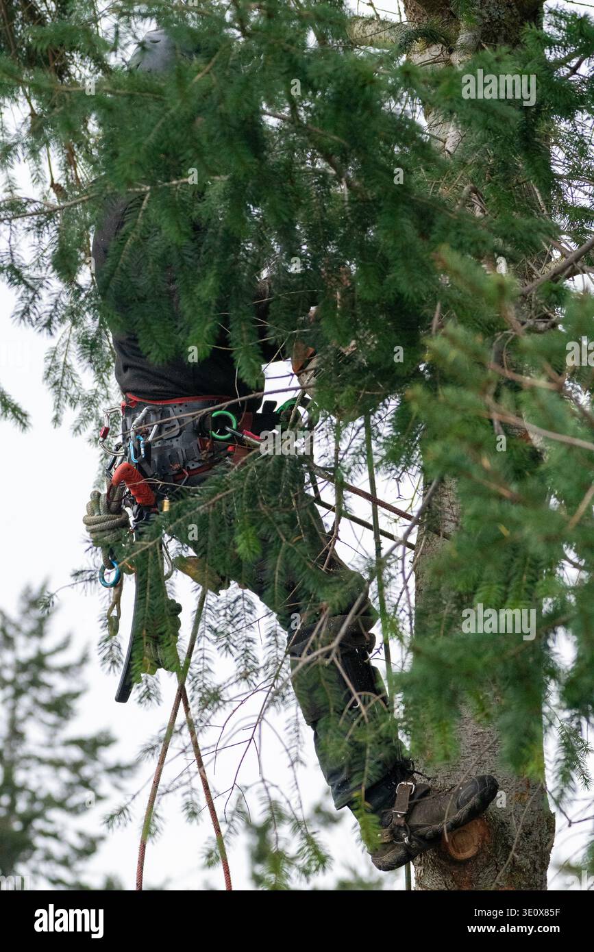 Nord America, Stati Uniti, Washington, Penisola Olimpica, l'uomo taglia un albero Foto Stock