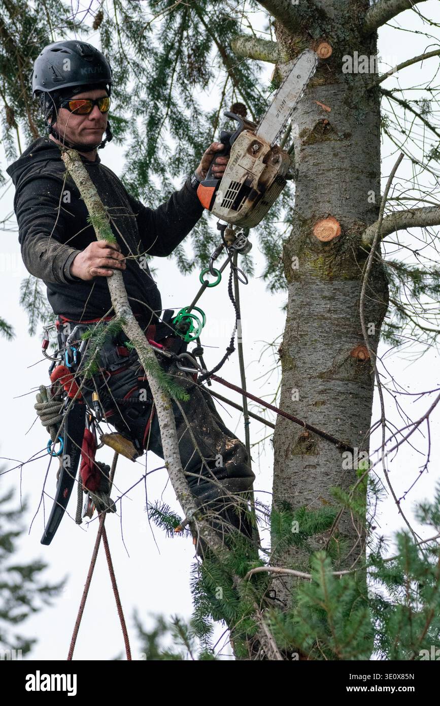 Nord America, Stati Uniti, Washington, Penisola Olimpica, l'uomo taglia un albero Foto Stock