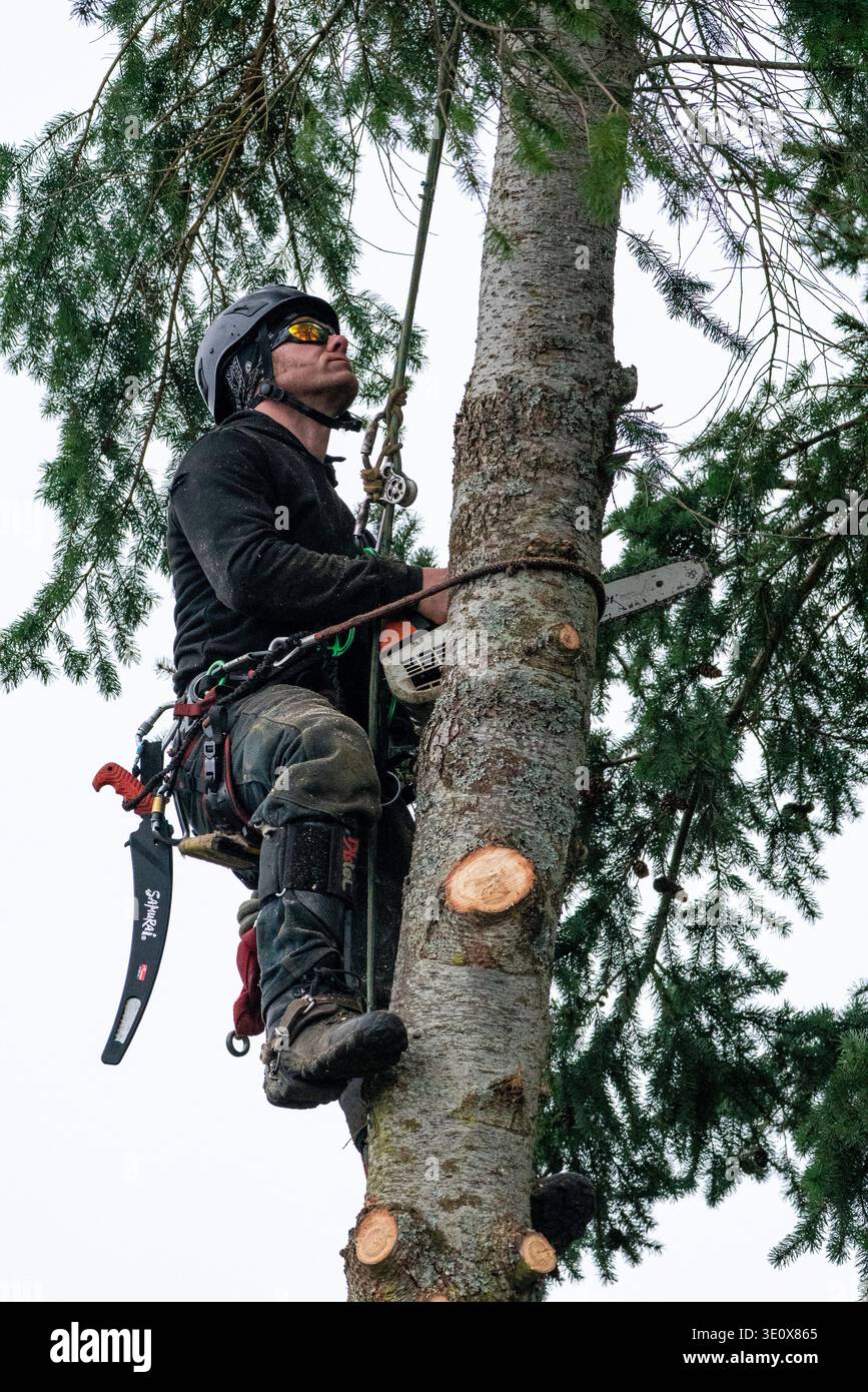 Nord America, Stati Uniti, Washington, Penisola Olimpica, l'uomo taglia un albero Foto Stock