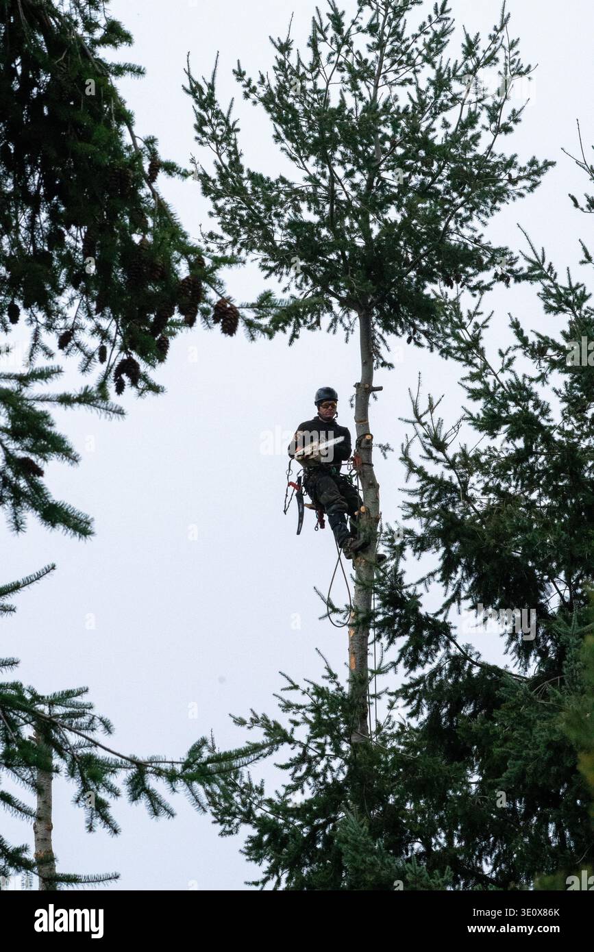 Nord America, Stati Uniti, Washington, Penisola Olimpica, l'uomo taglia un albero Foto Stock