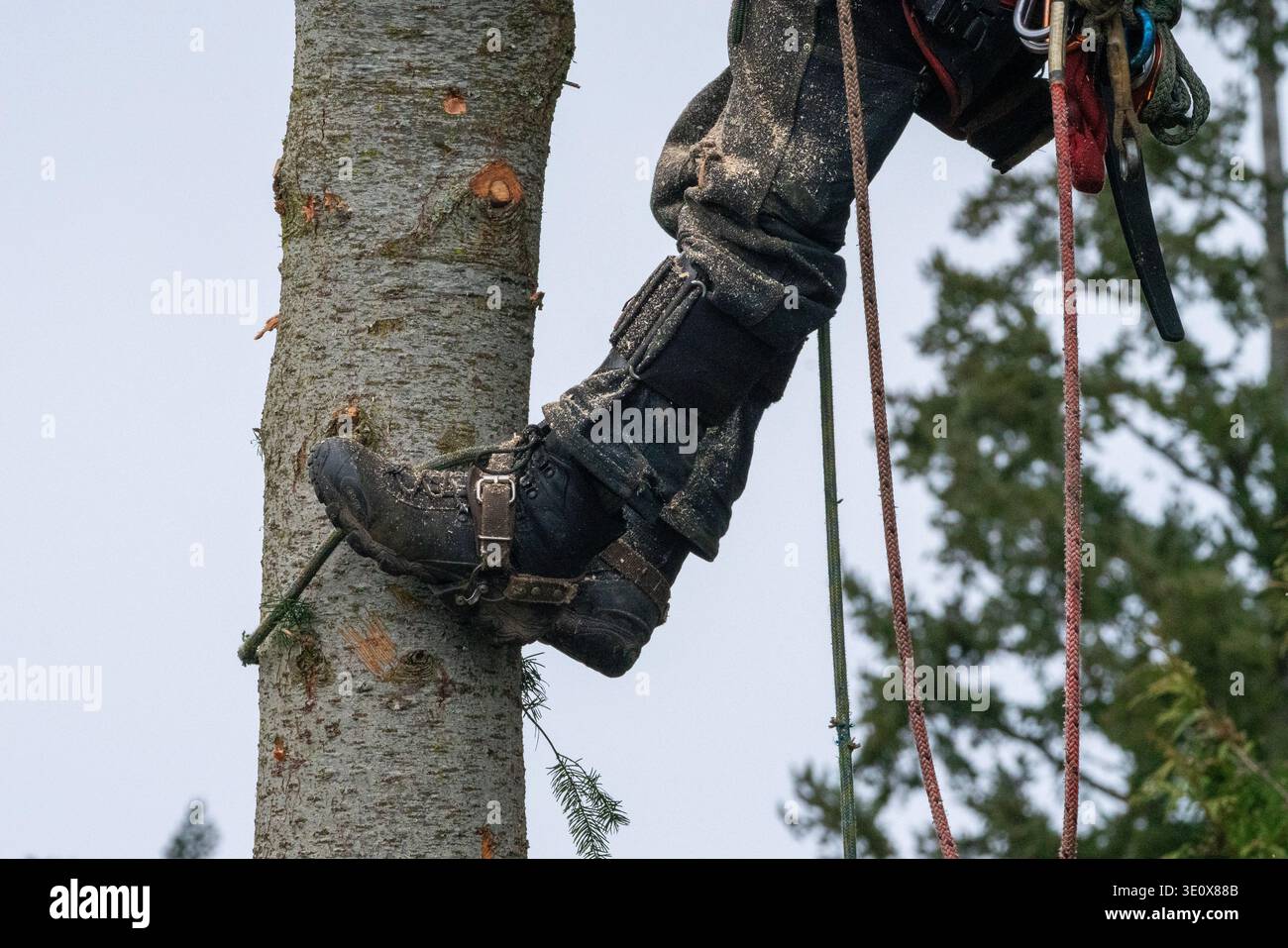 Nord America, Stati Uniti, Washington, Penisola Olimpica, l'uomo taglia un albero Foto Stock