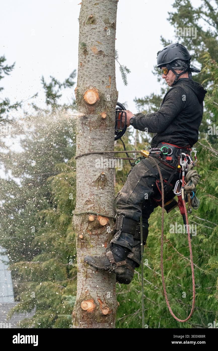 Nord America, Stati Uniti, Washington, Penisola Olimpica, l'uomo taglia un albero Foto Stock