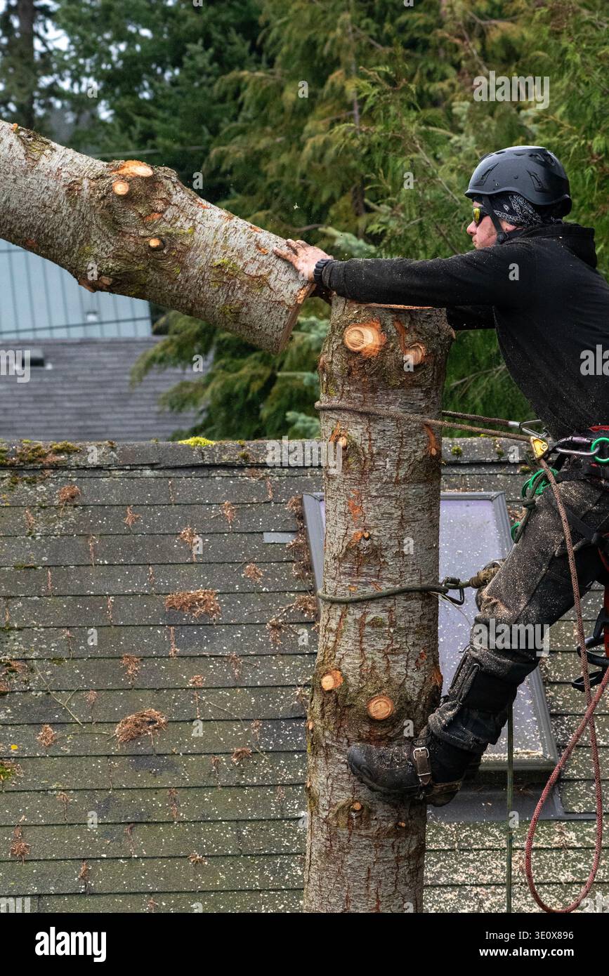 Nord America, Stati Uniti, Washington, Penisola Olimpica, l'uomo taglia un albero Foto Stock