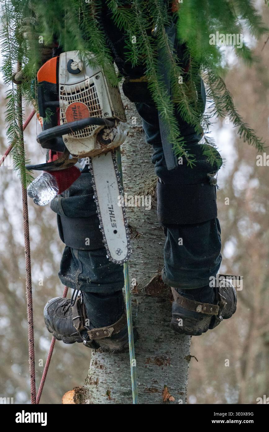 Nord America, Stati Uniti, Washington, Penisola Olimpica, l'uomo taglia un albero Foto Stock