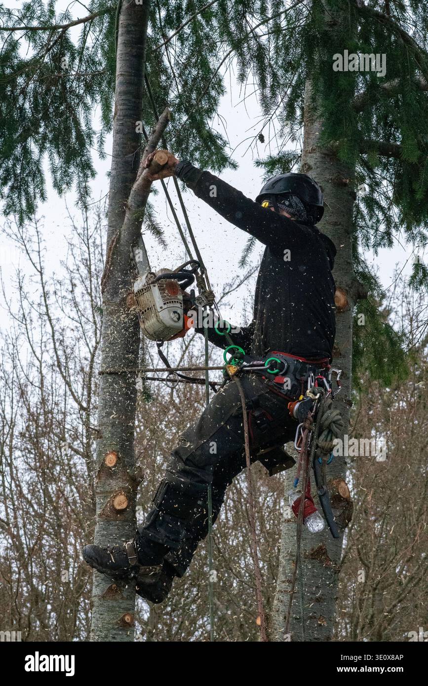 Nord America, Stati Uniti, Washington, Penisola Olimpica, l'uomo taglia un albero Foto Stock