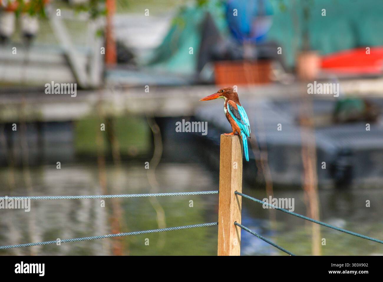 Un kingfisher dalla gola bianca ai Jurong Lake Gardens nella parte occidentale di Singapore. Foto Stock
