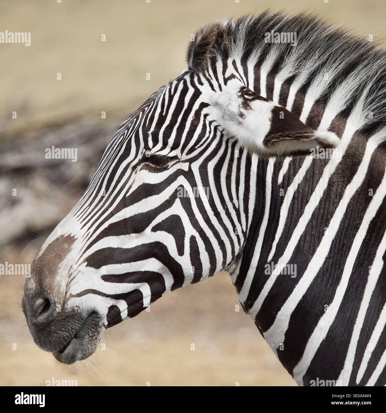 Ritratto ravvicinato verticale di una zebra delle pianure che mostra il caratteristico motivo a strisce bianche e nere sulla testa e sul collo nella fauna selvatica africana Foto Stock