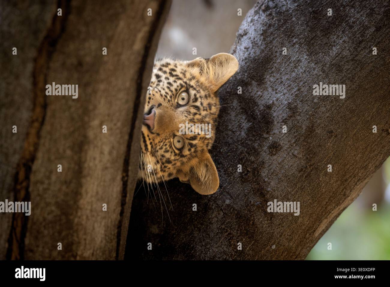 Un giovane leopardo africano selvatico (Panthera pardus) che sbircia curiosamente da dietro un grande tronco di alberi nella riserva di caccia di Mashatu, in Botswana. Foto Stock