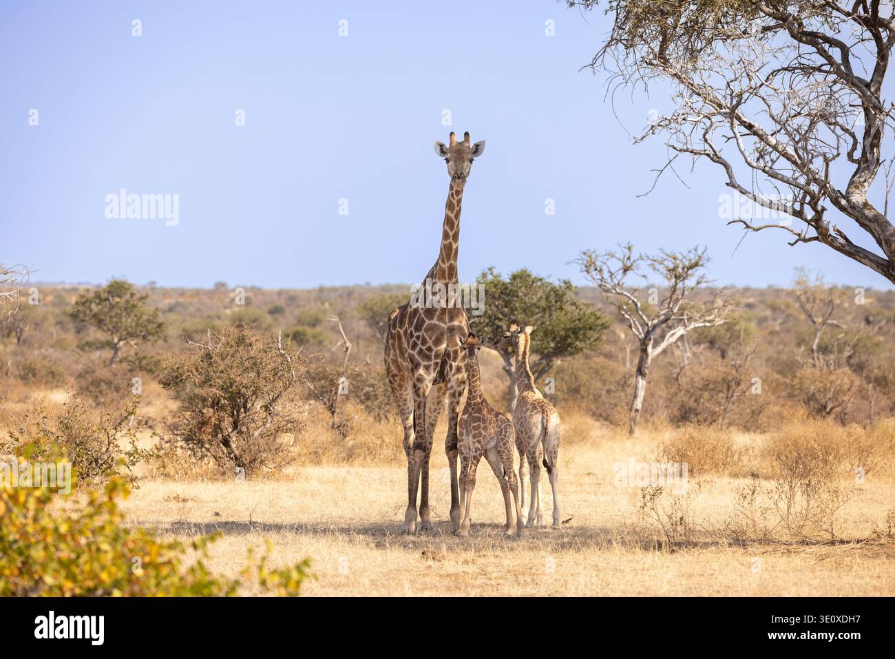 Una giraffa (Giraffa camelopardalis) in piedi con i suoi due giovani vitelli nel bosco aperto di Mashatu, Botswana. Foto Stock
