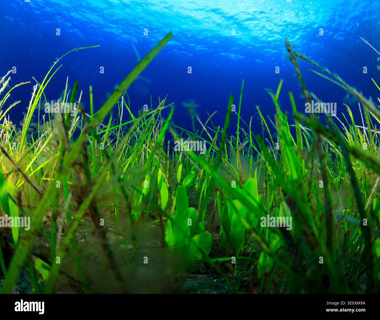 Il rigoglioso prato marino offre vita e habitat a tutte le creature marine, sia grandi che piccole. Foto Stock