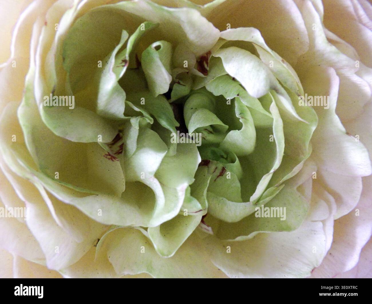 Morbida vista macro di una rosa pallida con petali a strati Foto Stock