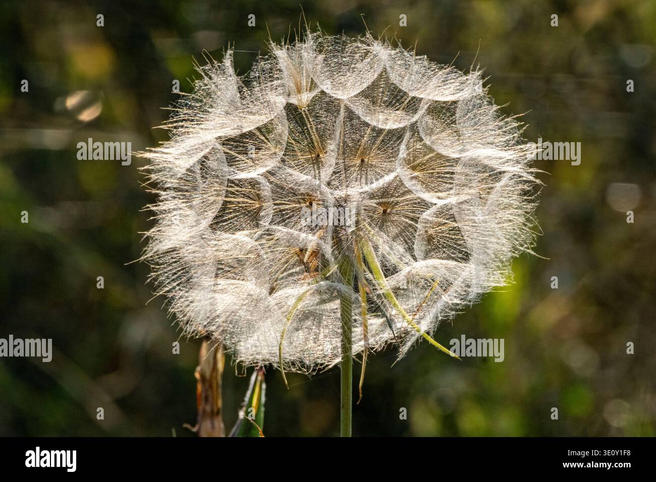 Baccello di semi di salsify, noto anche come barba di capra (genere tragopogon) Foto Stock