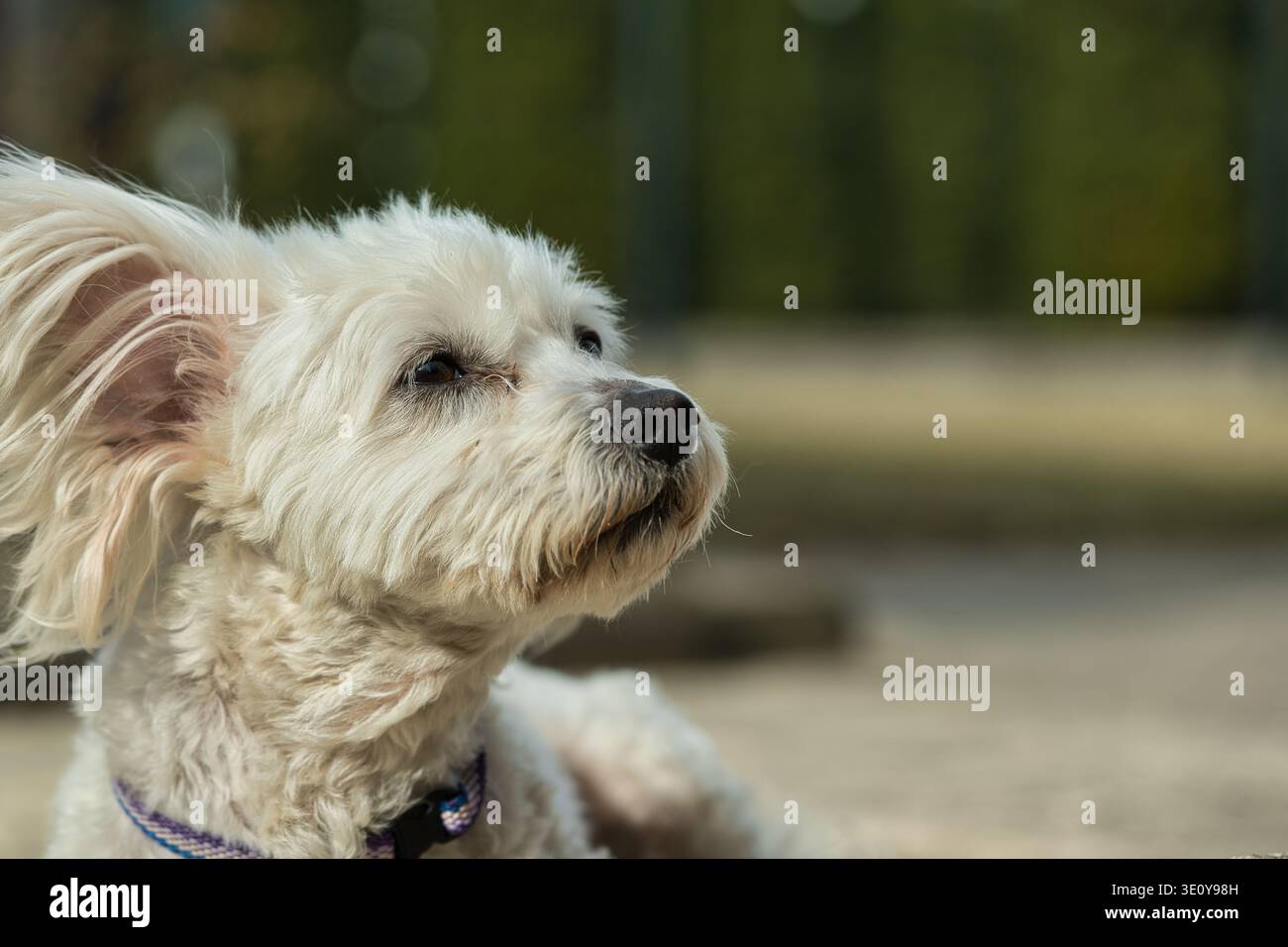 Ritratto di un piccolo cane soffice bianco di profilo. Graziosa razza maltese o Havanese che guarda all'aperto. Concetto di curiosità animale e cura degli animali Foto Stock