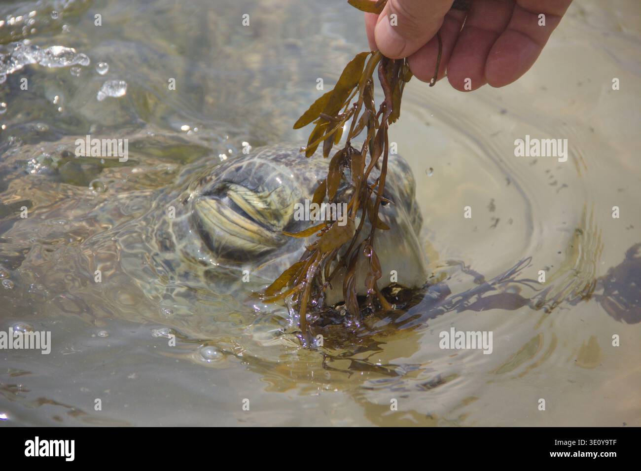 Primo piano di nutrire tartarughe marine con alghe marine nello Sri Lanka Foto Stock
