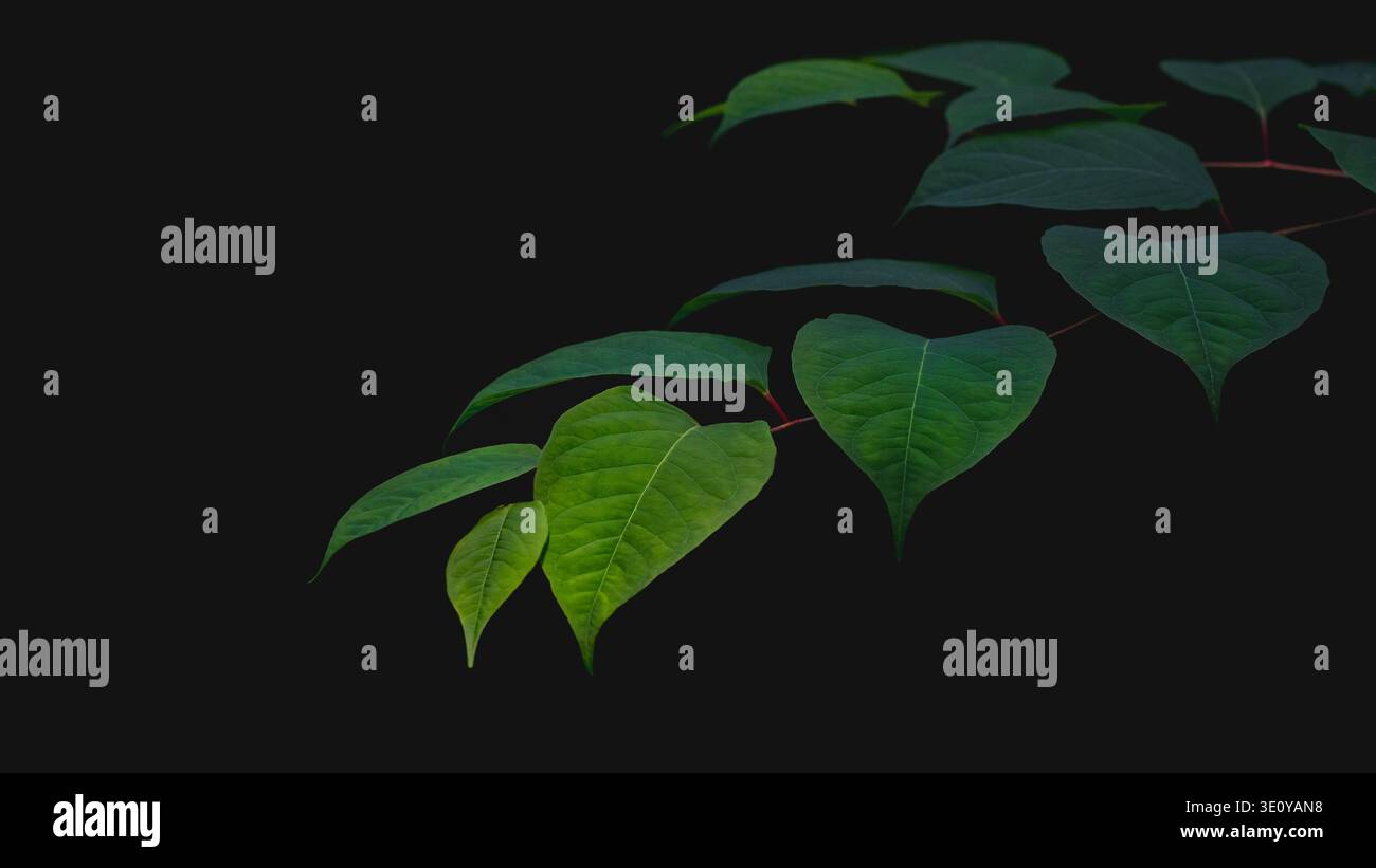 Primo piano di un notweed giapponese (Reynoutria Japonica), minimalismo, sfondo nero, spazio copia, 16:9 Foto Stock