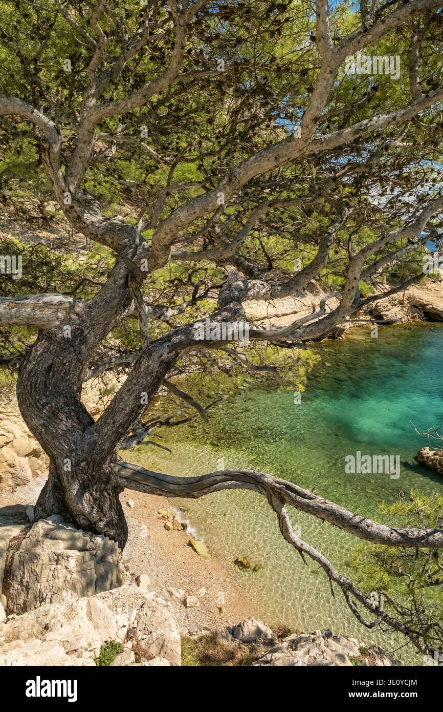 Pino e acqua turchese nella Costa Azzurra delle Calanques Foto Stock