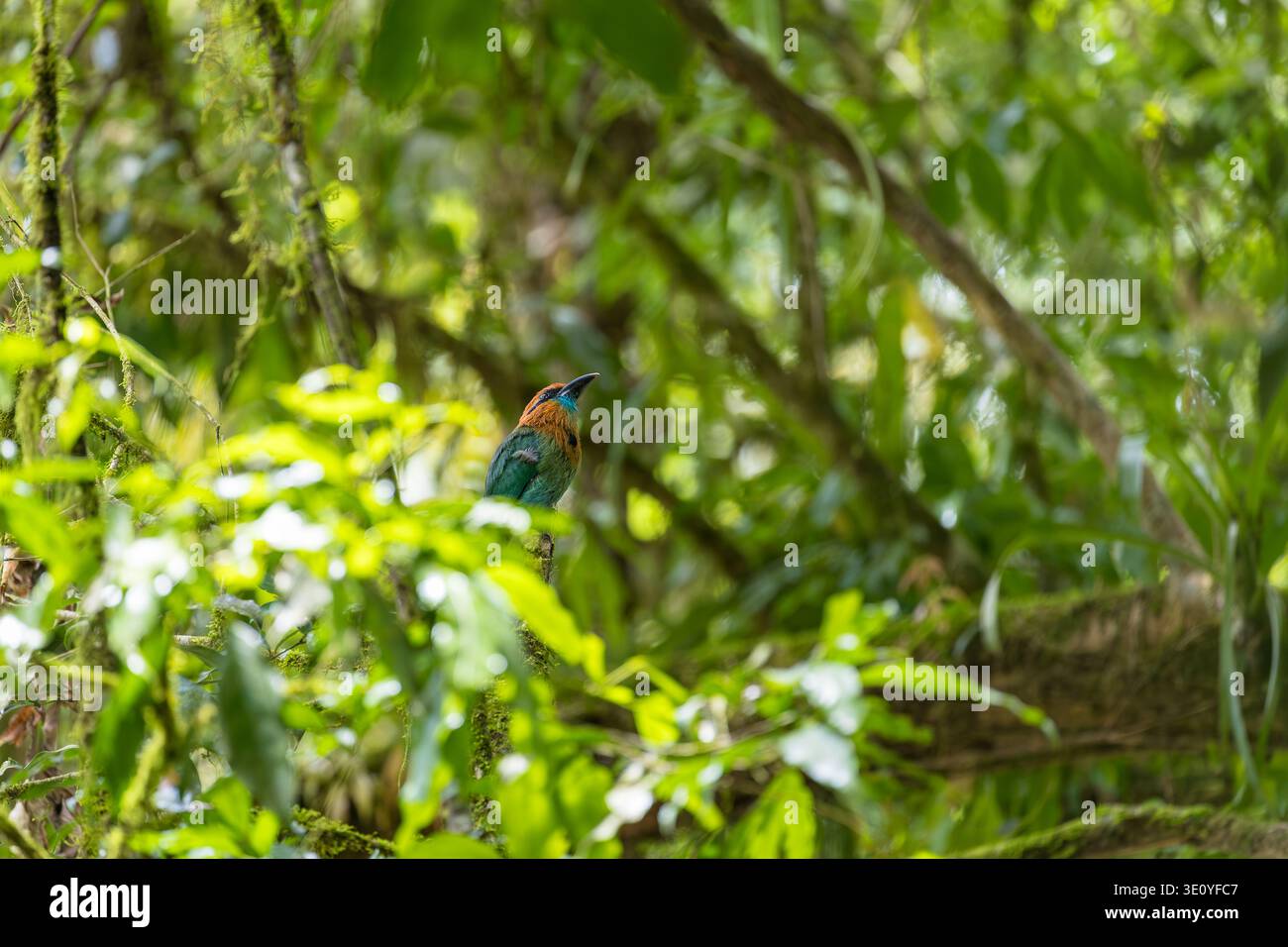 motmot, arroccato, fiume Sarapiquí, Costa Rica Foto Stock