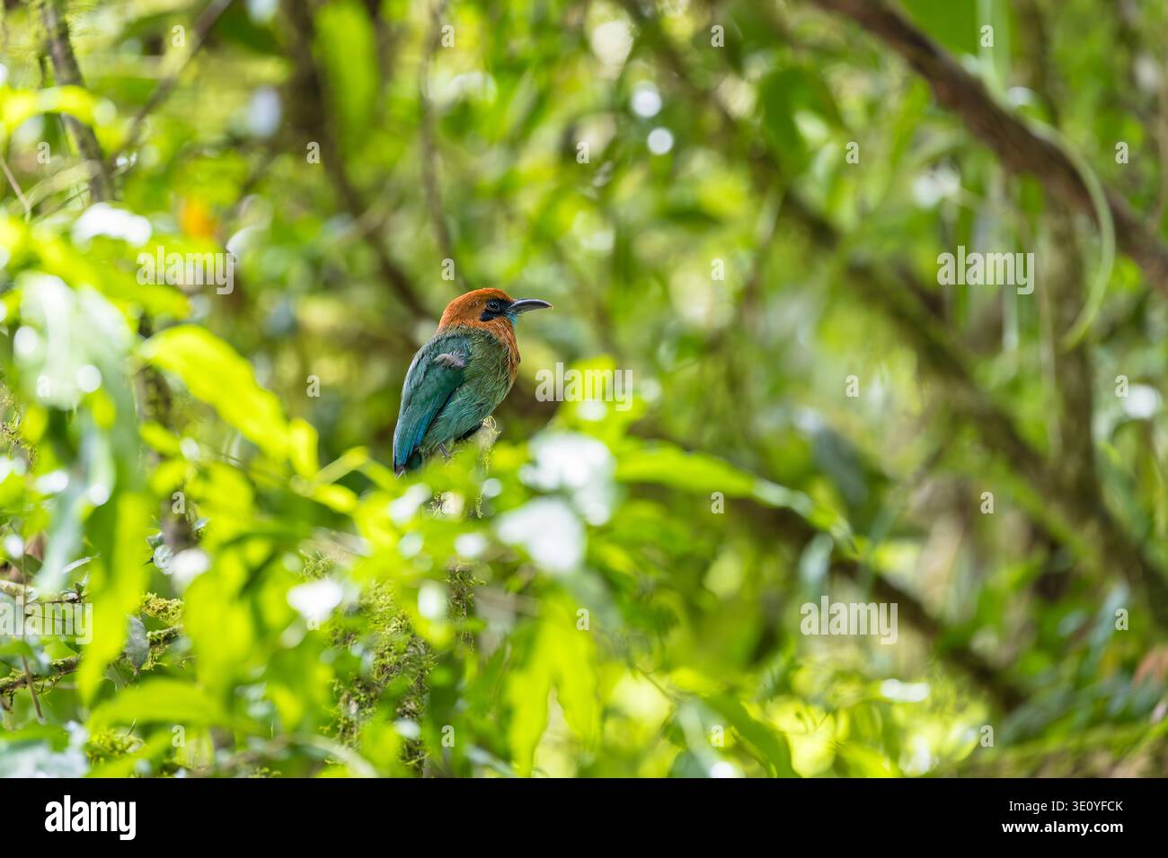 motmot, arroccato, fiume Sarapiquí, Costa Rica Foto Stock