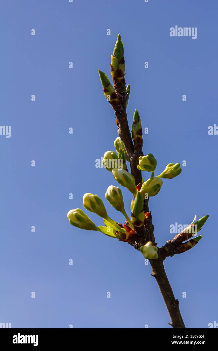Gemme prunus avium, comunemente chiamato ciliegio selvatico, ciliegia dolce, geana o ciliegia di uccello. Budbreak. Primavera. Foto Stock