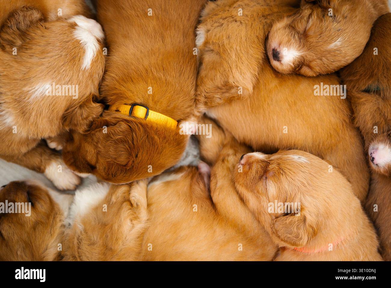 Vista ad angolo alto dei cuccioli di Retriever Tolling della Nova Scotia Duck che dormono insieme. Cucciolata di cani giovani che riposano in pace, allevamento di cani, cura degli animali, Foto Stock