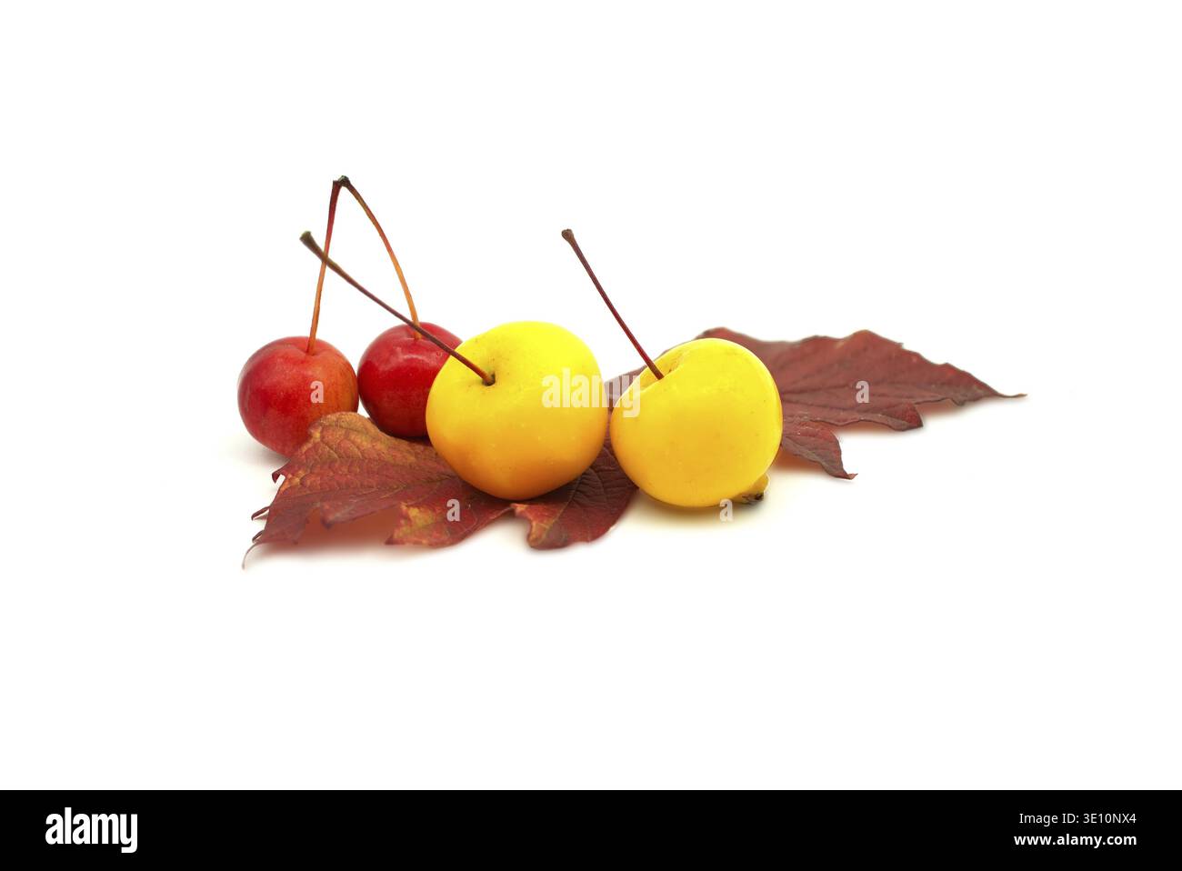 Questa immagine mostra una collezione di crabapples colorati e fogliame autunnale, perfetti per i design stagionali Foto Stock