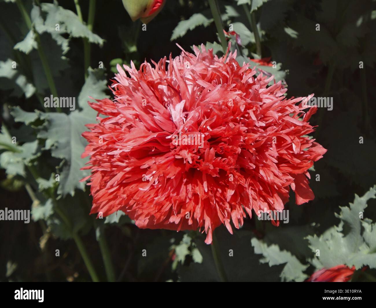 Fiore di papavero con frange rosse che mostra petali orlati e bellezza naturale in un giardino vivace Foto Stock
