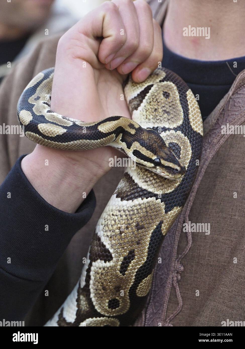 Primo piano di un serpente di pitone reale o palla di pitone avvolto intorno al braccio del suo gestore Foto Stock
