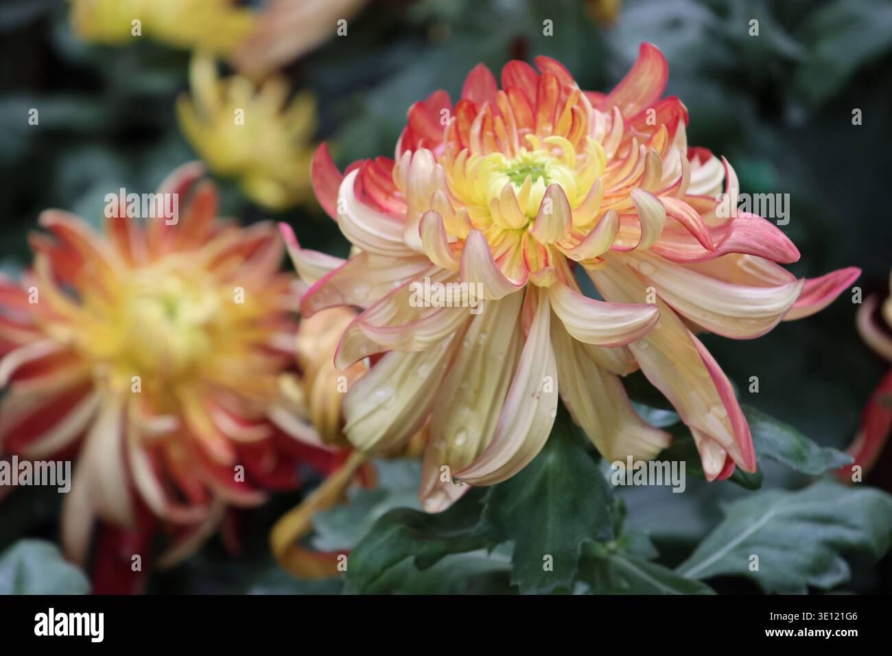 Il Chrysanthemum «River City» è grande, denso, a doppia fioritura con masse di petali incurvi irregolari di pesca e mango con stretti centri gialli Foto Stock