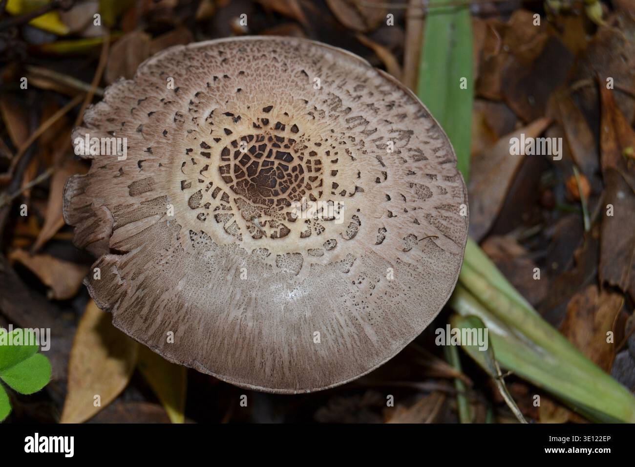 Finto fungo da ombrellone che cresce nel cortile Foto Stock