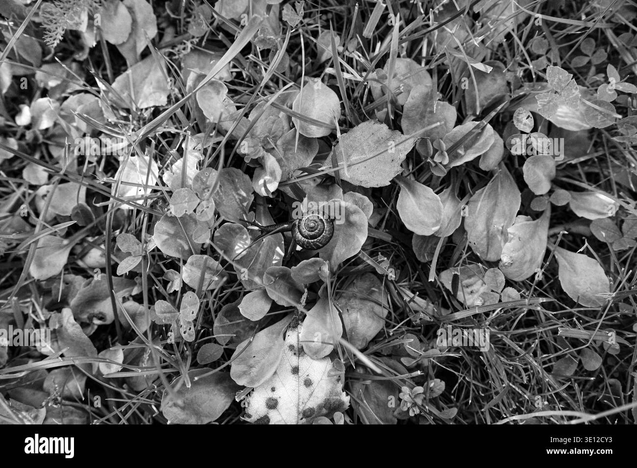 Una lumaca scorre lungo un campo verde di erba selvatica e piante durante il giorno in estate, da vicino Foto Stock