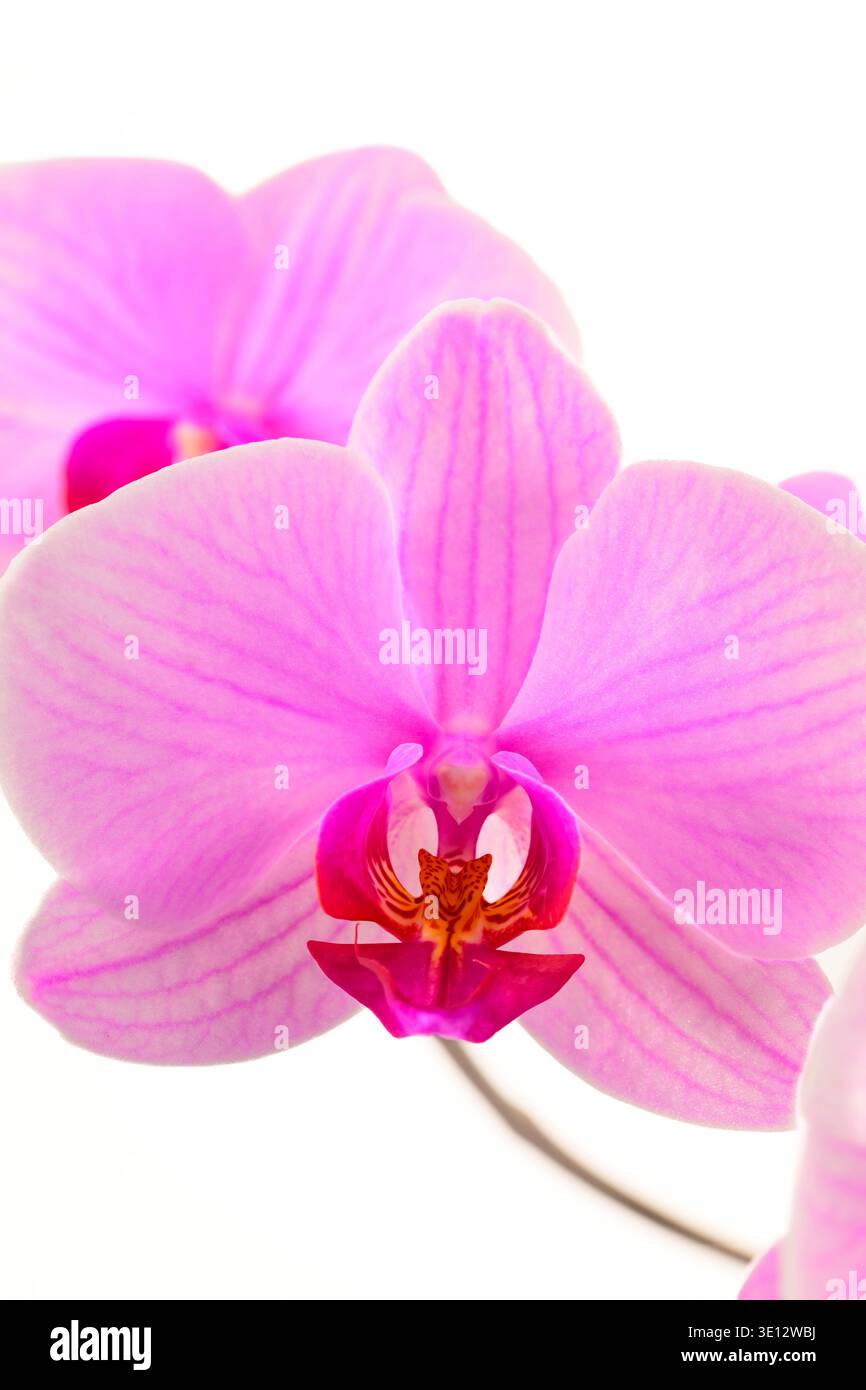 Fiori di orchidea rosa con delicati petali e centro vivace. L'illuminazione soffusa mette in risalto l'eleganza naturale. Perfetto per design floreale, matrimoni a tema o spa Foto Stock