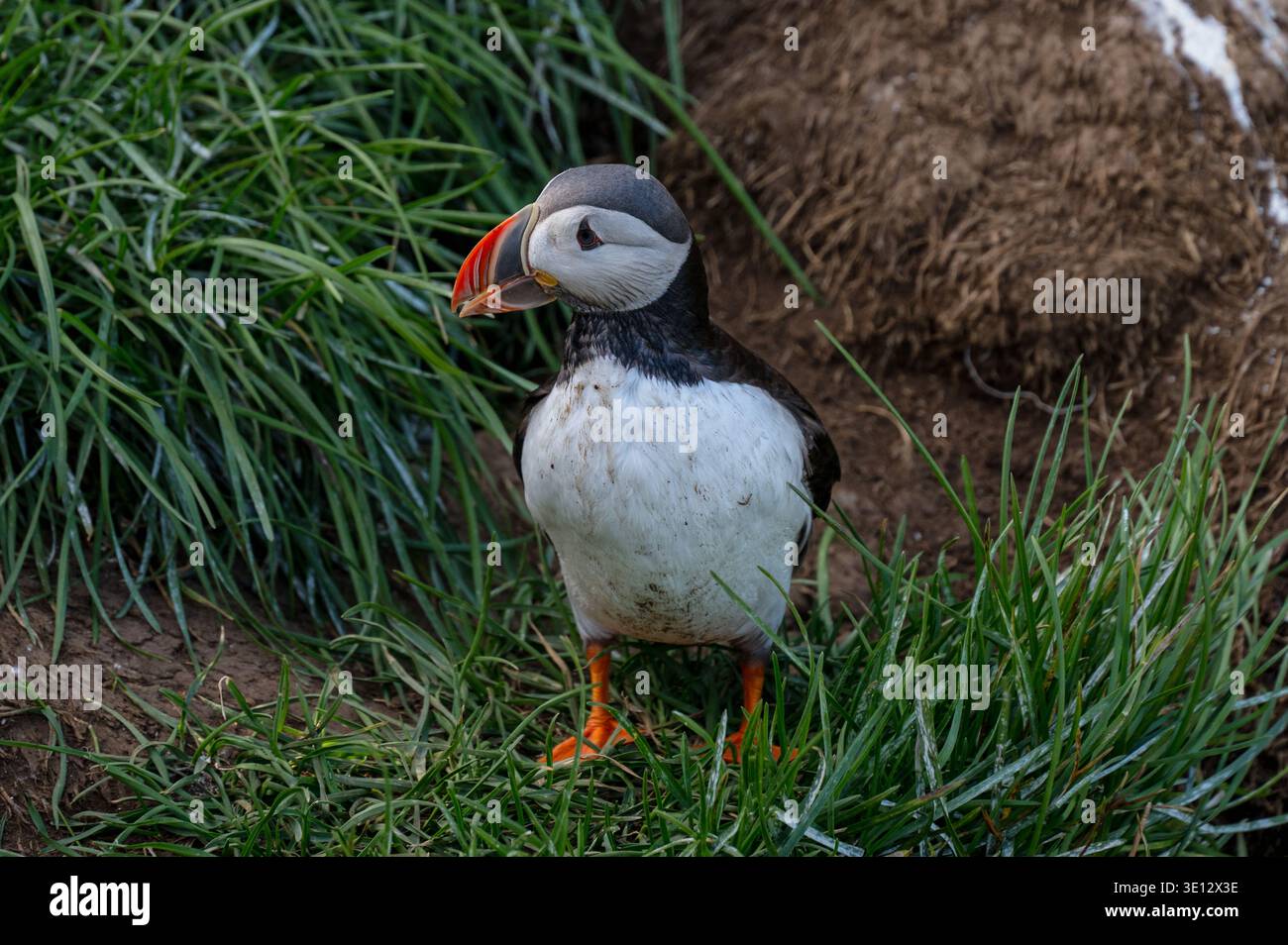 Frittelle atlantiche (Fratercula arctica) a Borgarfjordur eystri, Islanda orientale. Puffin fuori dalla tana. Le pulcinelle vengono a nidificare. Foto Stock