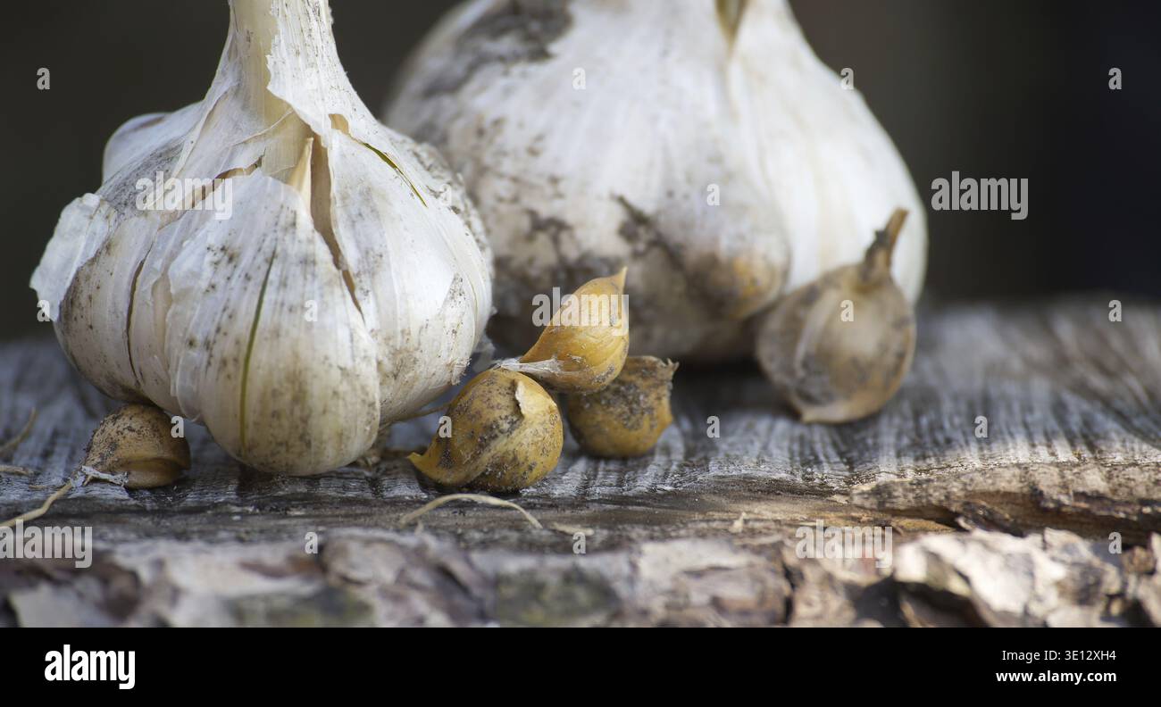 Primo piano di bulbi e corsini di aglio elefante, mostrando le loro conchiglie dure Foto Stock