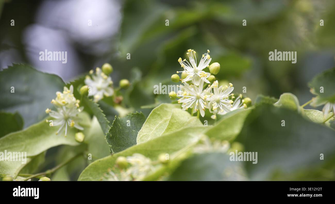 Piccoli e profumati fiori di Tilia, noti anche come fiori di tiglio o di legno di pino, fioriscono in primavera, circondati da foglie verdi vibranti, che creano una bellezza Foto Stock