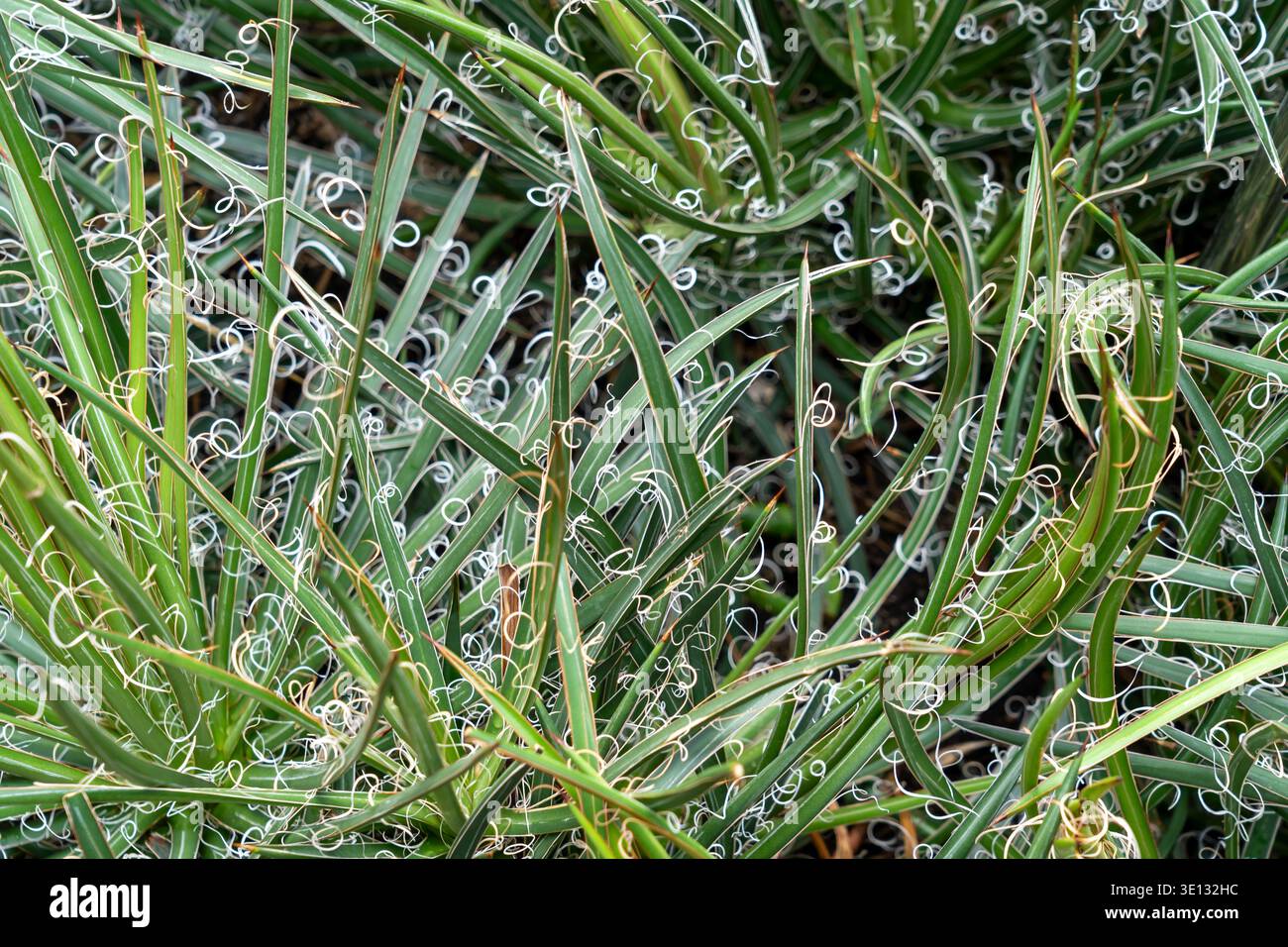 Primo piano di Agave schidigera. Foto Stock