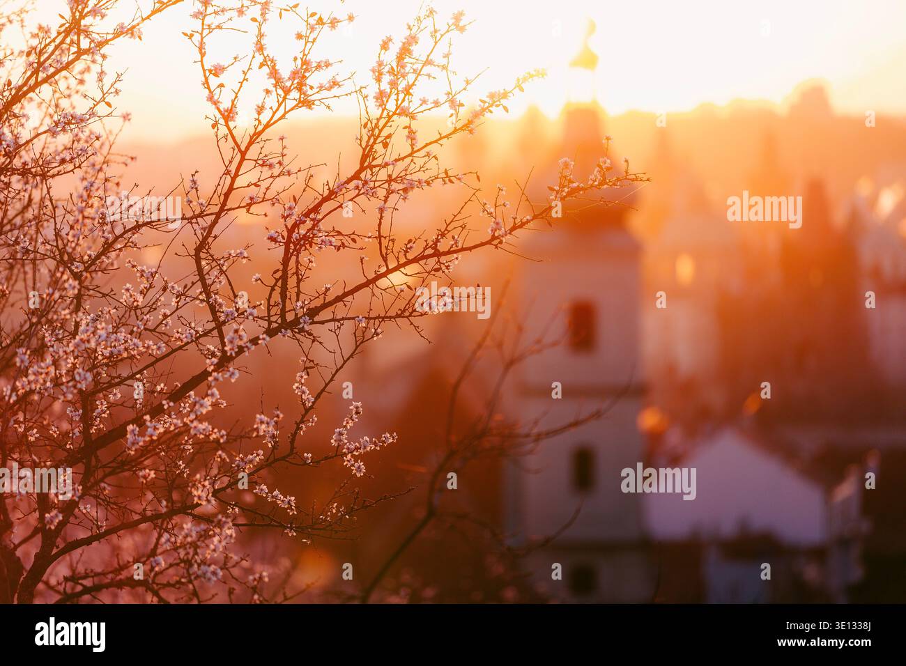 Focalizzazione selettiva sugli alberi in fiore con lo skyline del centro storico di Praga e le torri sullo sfondo durante la mattinata di sole. Destinazione di viaggio stagionale, Foto Stock