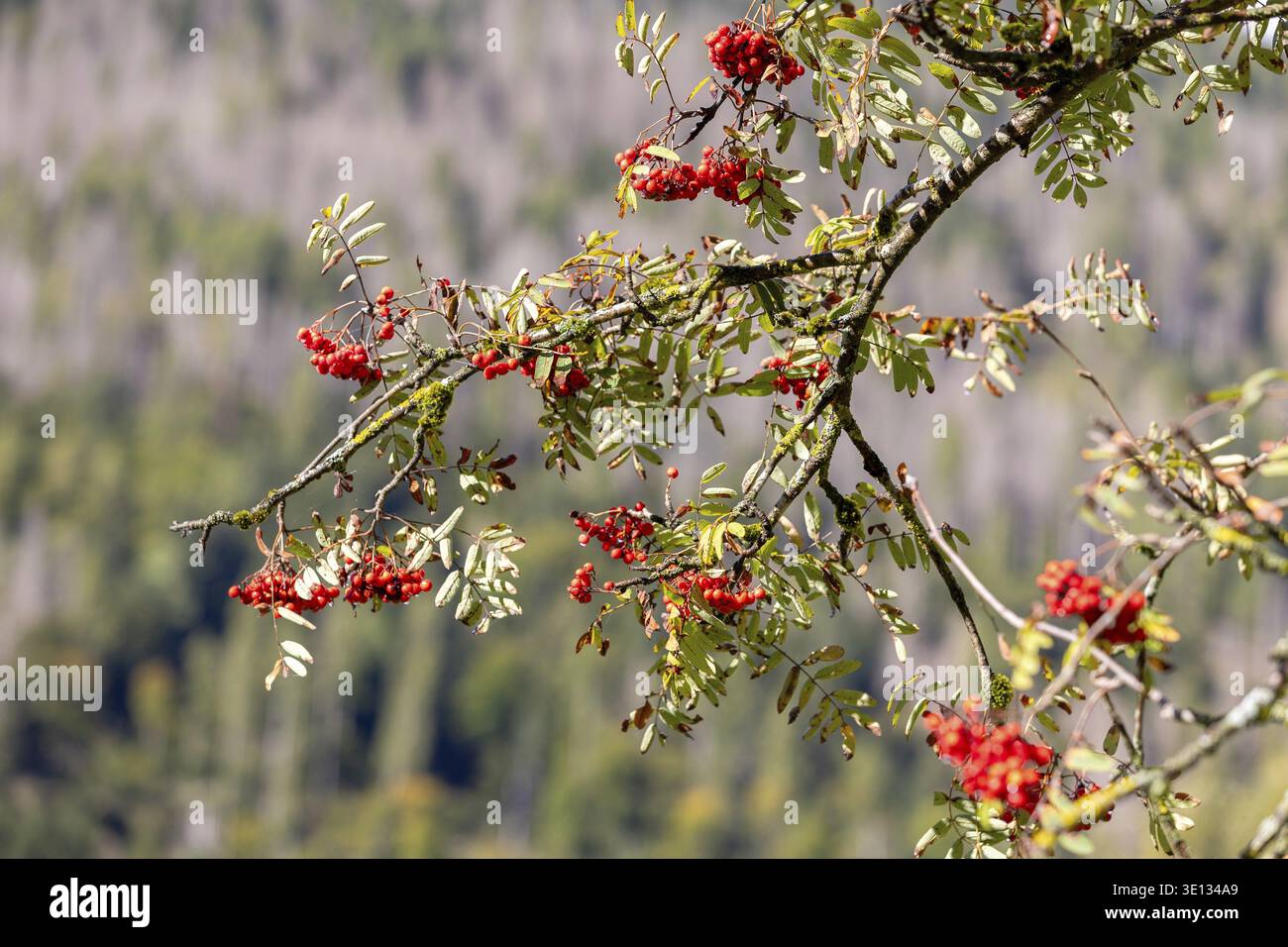 Primo piano di rami con bacche rosse di rowan sull'albero Foto Stock